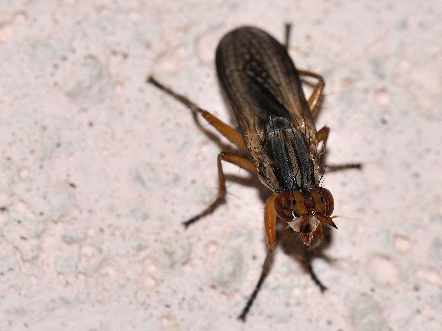 Limnia unguicornis (Sciomyzidae)